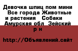 Девочка шпиц пом мини - Все города Животные и растения » Собаки   . Амурская обл.,Зейский р-н